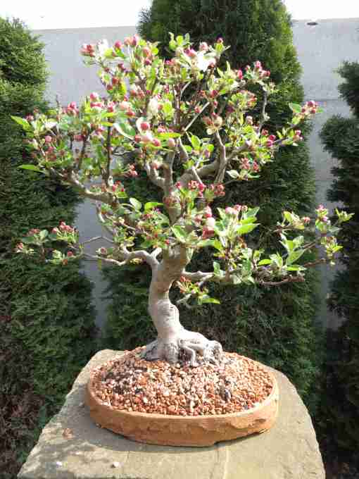 bonsaje malus